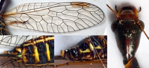 Atlantoraphidia maculicollis